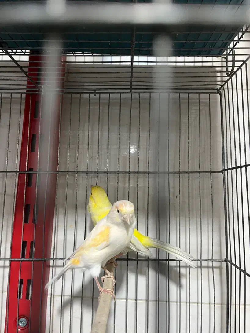 قناری اماده|پرنده|شهریار, شهرک وائین|دیوار