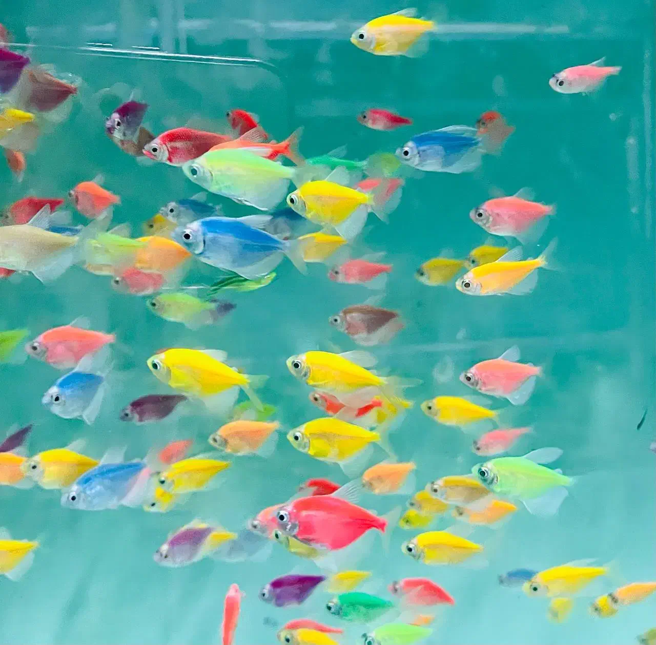 ماهی کالر آنجل زبرا گوپی گلدفیش کوریدوراس فلاور|ماهی|مشهد, سناباد|دیوار