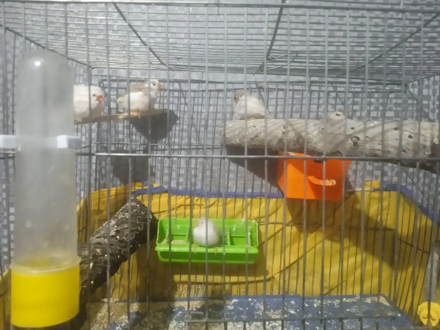 فنچ|پرنده|شهرکرد, |دیوار