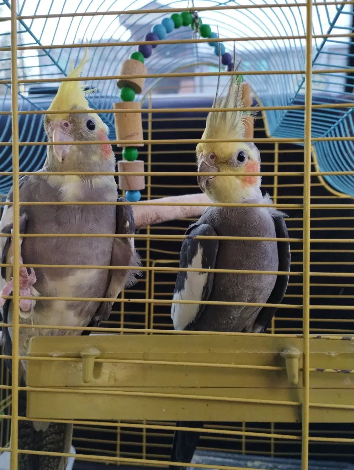 پرنده عروس هلندی|پرنده|خوش‌رودپی, |دیوار