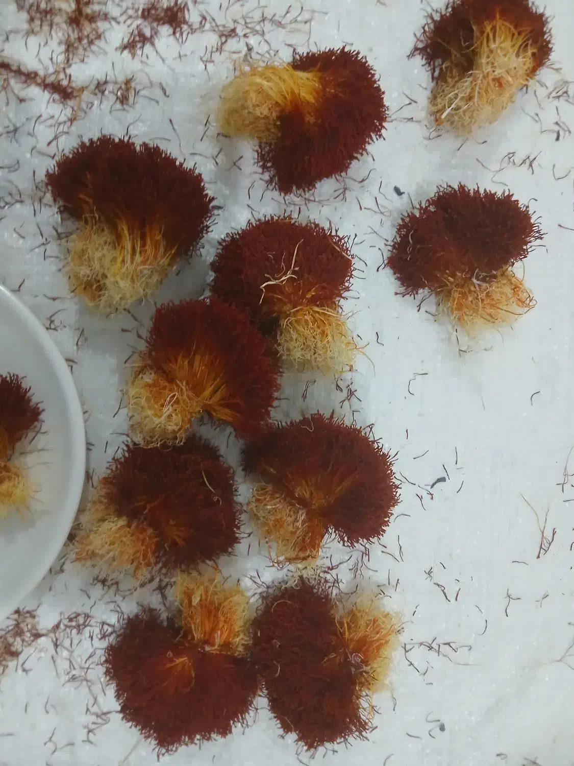 زعفران اصل قاینات|خوردنی و آشامیدنی|سده (خراسان جنوبی), |دیوار