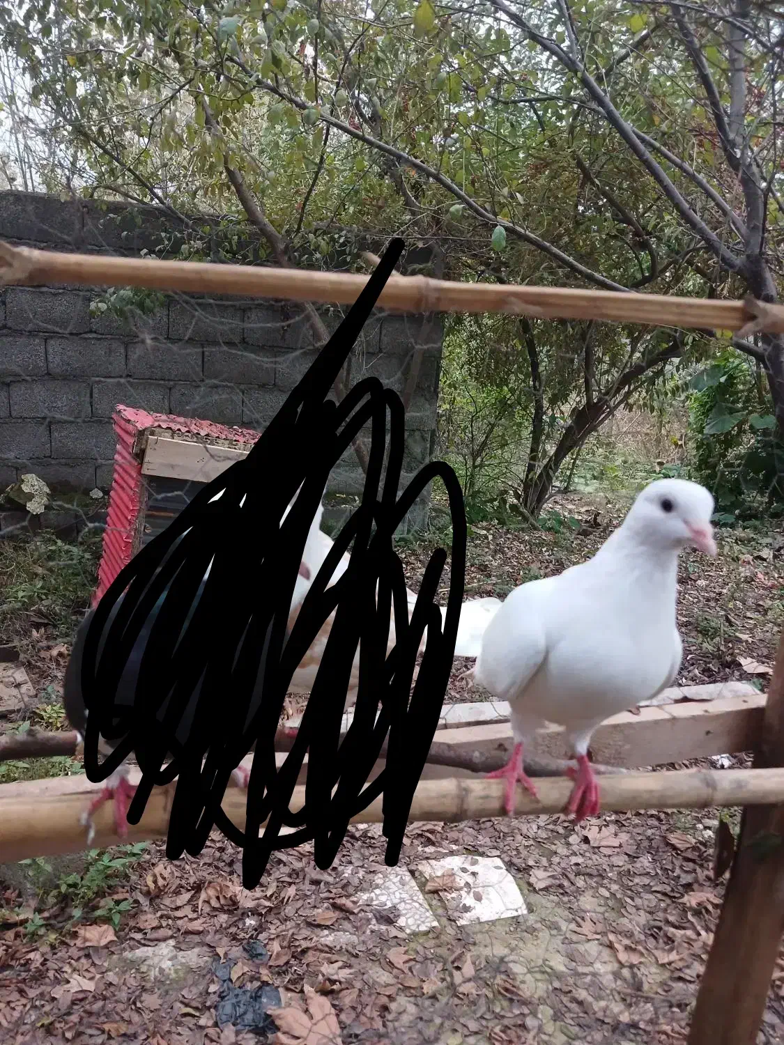 یک عدد کبوتر ماده|پرنده|آستانه اشرفیه, |دیوار