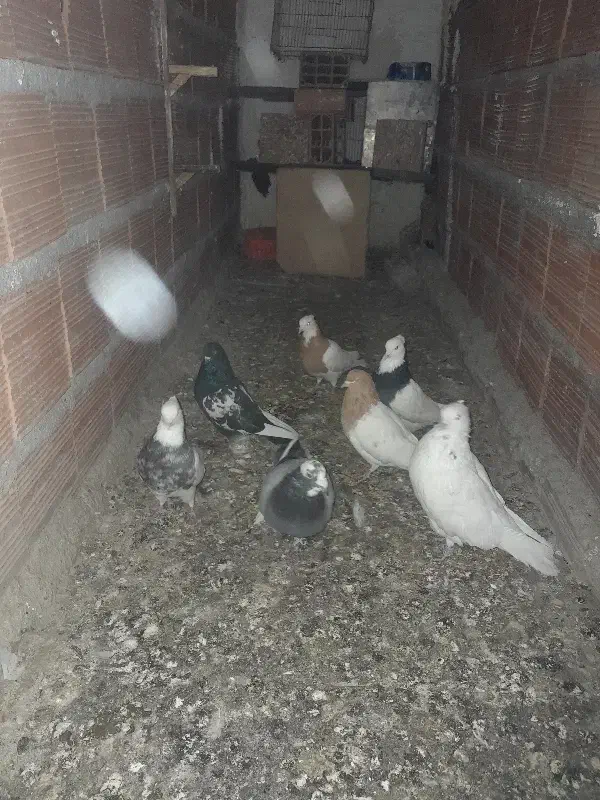 کبوتر|پرنده|شیروان (خراسان), |دیوار