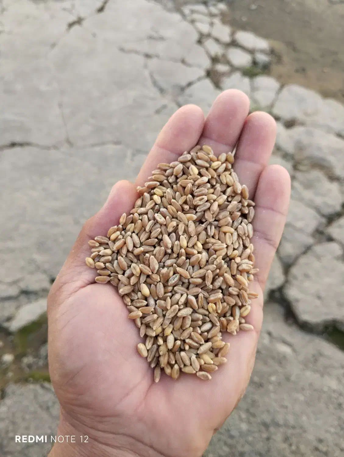 بذر گندم  آمریکایی تناژ بالای 13تن|عمده‌فروشی|اشنویه, |دیوار