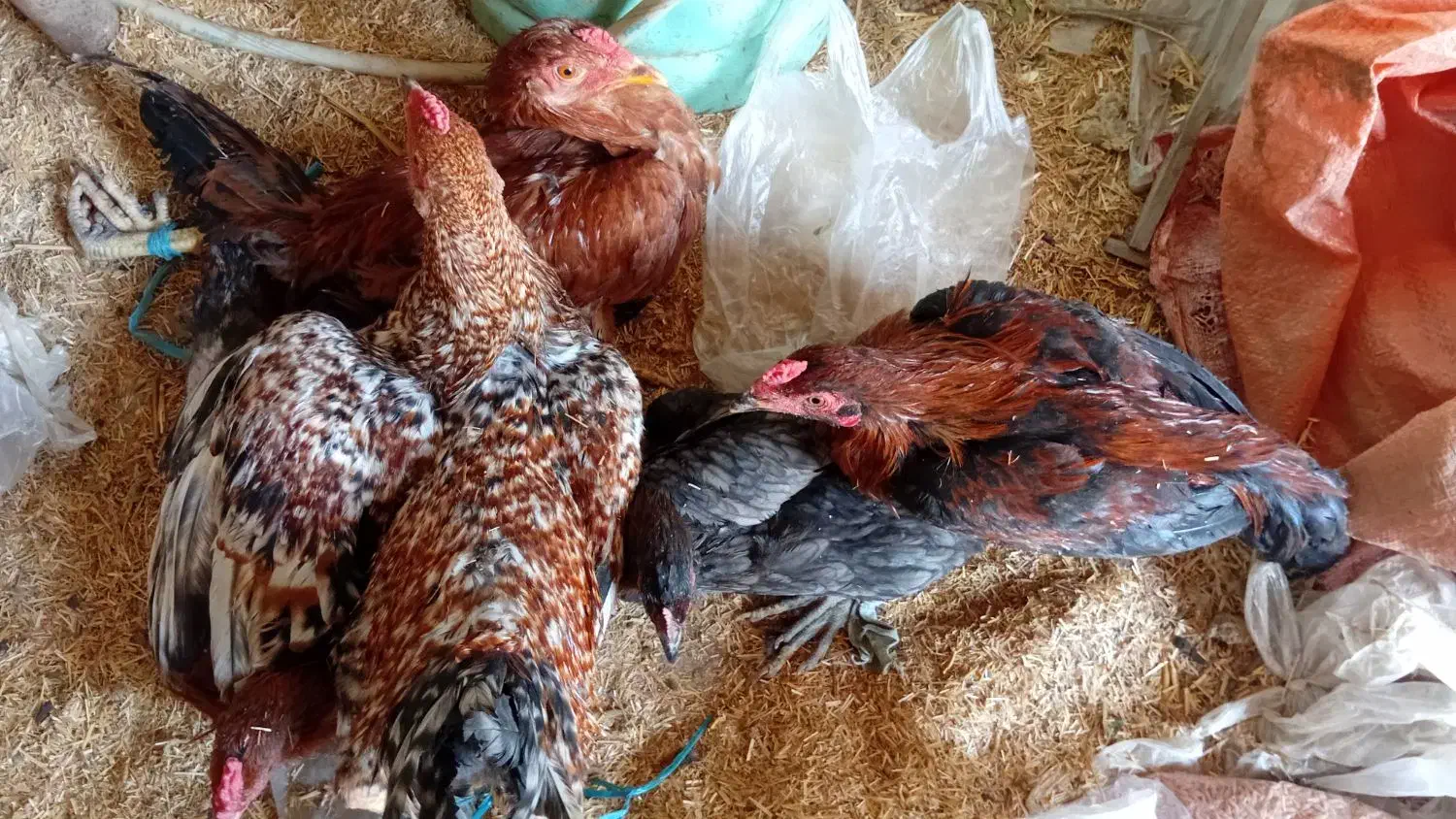 4 تا خروس لاری جوان 2تا سفید دورگه|حیوانات مزرعه|رامیان, |دیوار