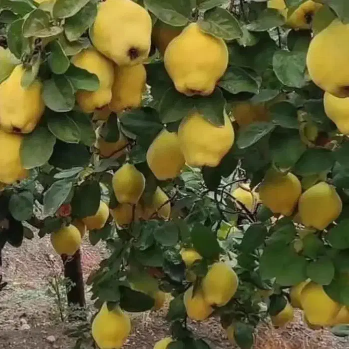 نهالستان صنوبر و گردو و بادامدر نهالستان زرینه|خدمات باغبانی و درختکاری|تاکستان, |دیوار