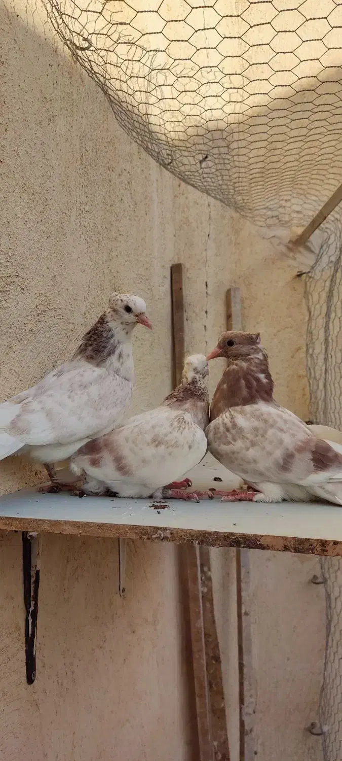 کبوتر جوجه|پرنده|قم, زاویه|دیوار