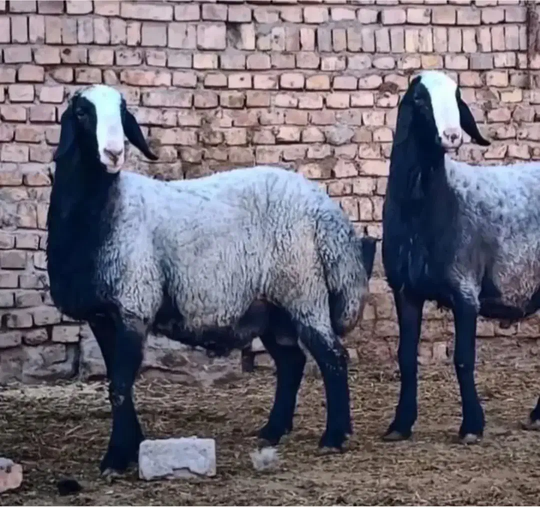 گوسفند شال یکجا بفروش میرسد|حیوانات مزرعه|شال, |دیوار