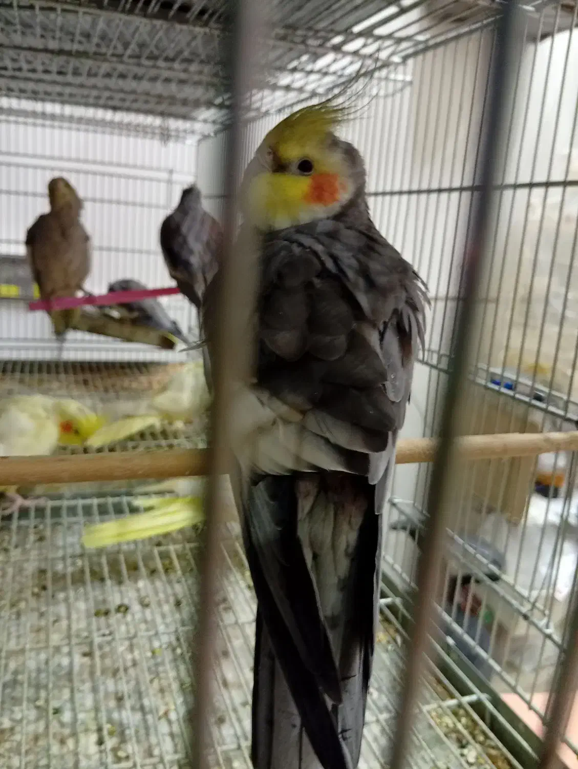 انواع طوطی  مرغ عشق.برزیلی.فنچ.عروس هلندی.گیرینچیک|پرنده|الوند, |دیوار