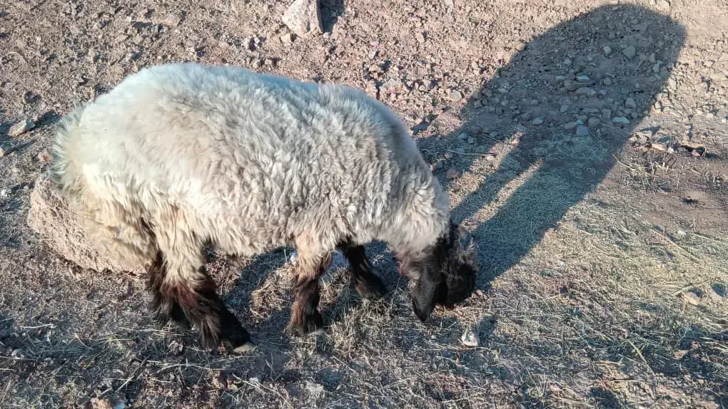 بره چاق|حیوانات مزرعه|شیراز, محراب|دیوار