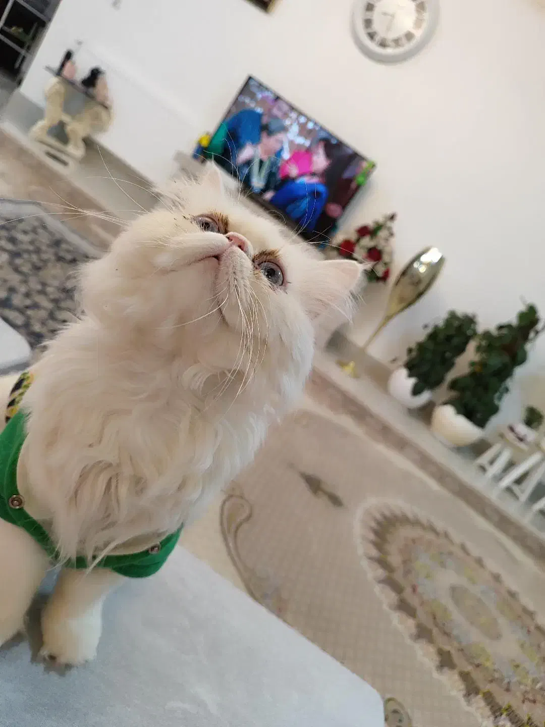 گربه پرشین با تربیت|گربه|قائن, |دیوار