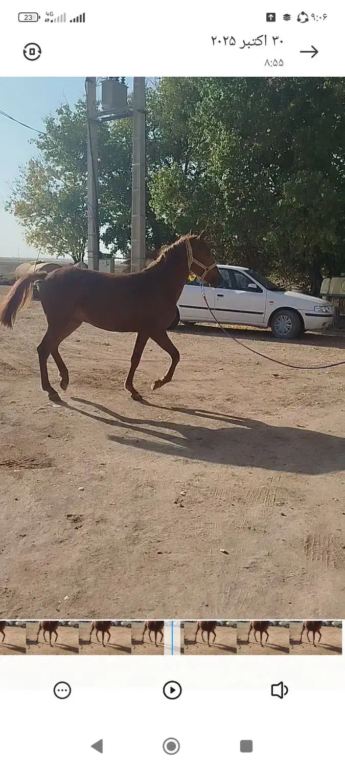 اسب نریان|اسب و تجهیزات اسب‌سواری|همدان, |دیوار