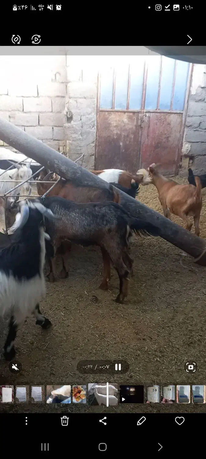 کهره چاق قیمت ۳۳۰|حیوانات مزرعه|شهر بابک, |دیوار