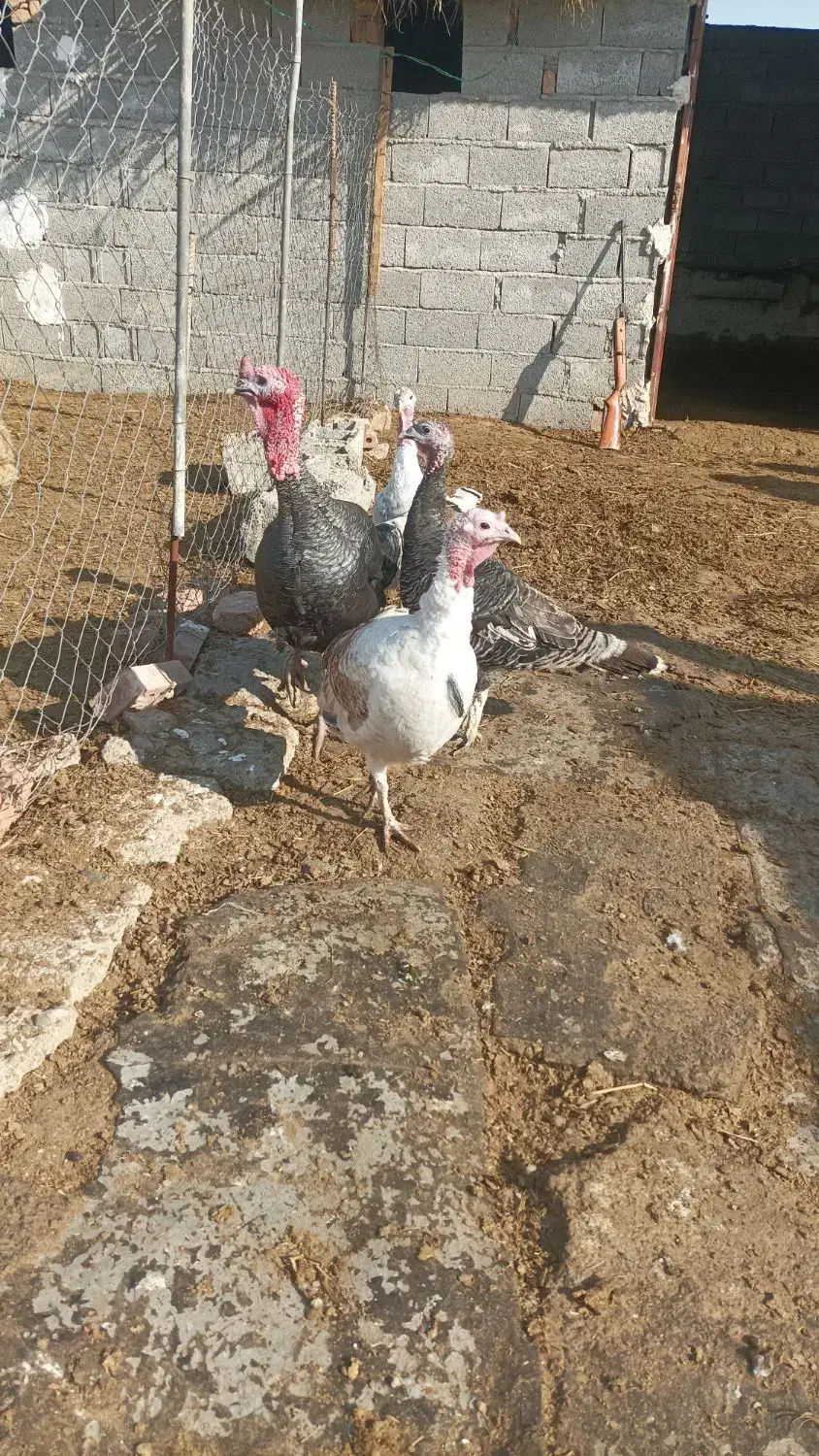 بوقلمون طبیعی وخروس طبیعی|حیوانات مزرعه|پارس‌آباد, |دیوار