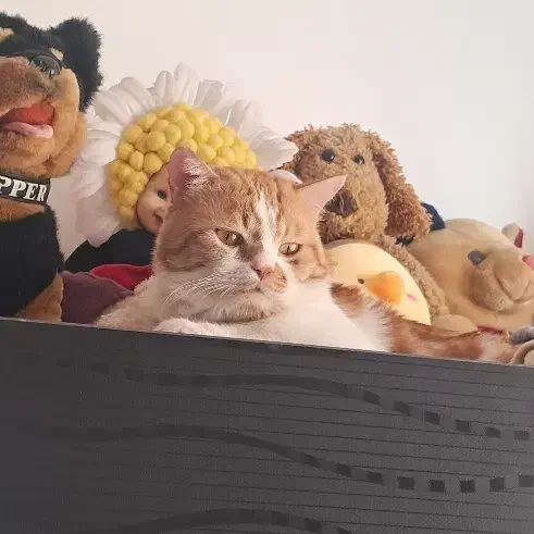 گربه میکس پرشین دی اس اچ|گربه|زنجان, |دیوار