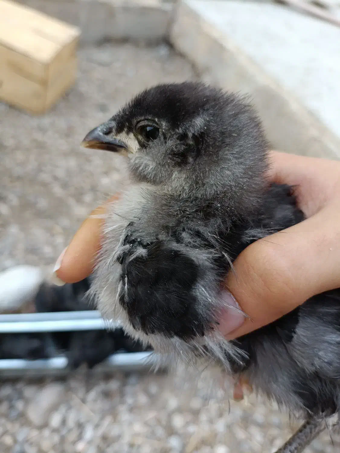 جوجه گلین|حیوانات مزرعه|خورموج, |دیوار