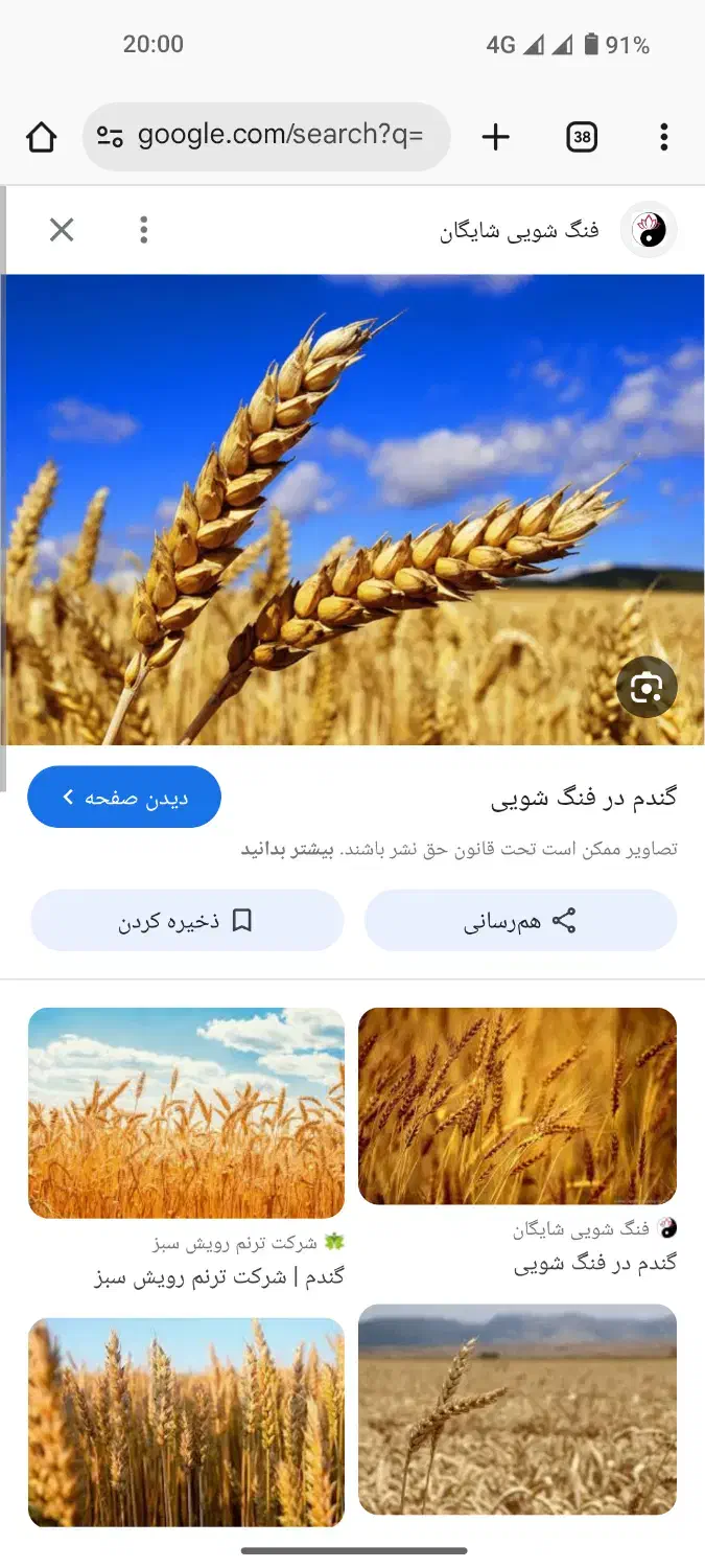 گندم|خدمات باغبانی و درختکاری|قلعه شاهین, |دیوار
