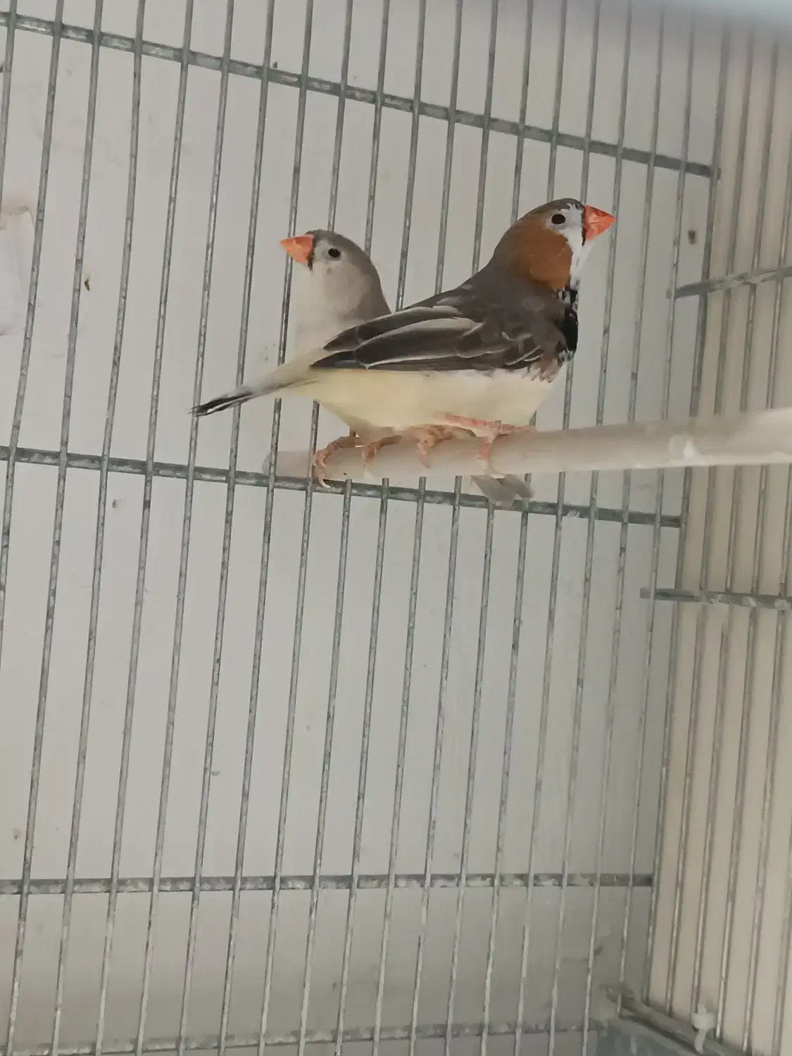 فنج کینگ|پرنده|قم, قلعه عموحسین|دیوار