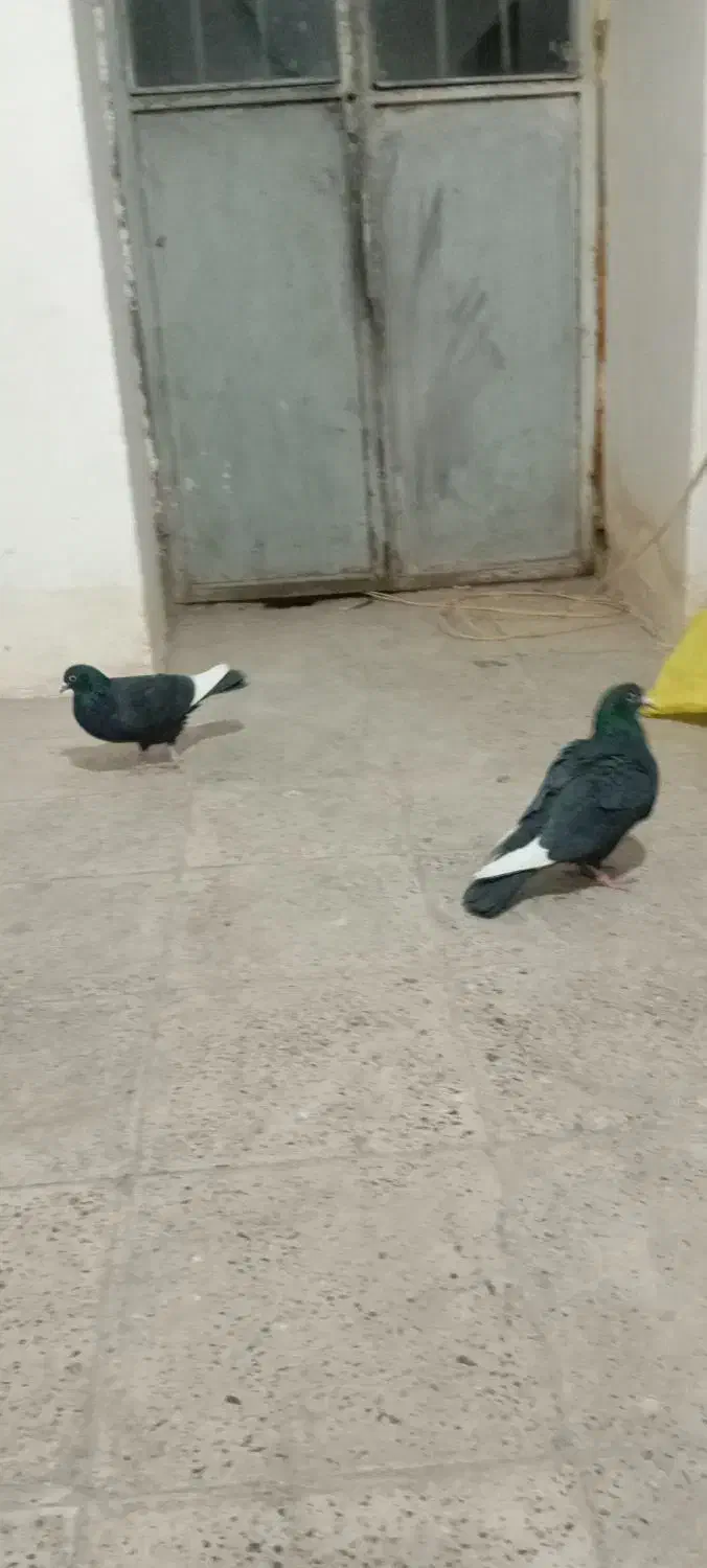 سیاه پلنگ|پرنده|گلزار, |دیوار