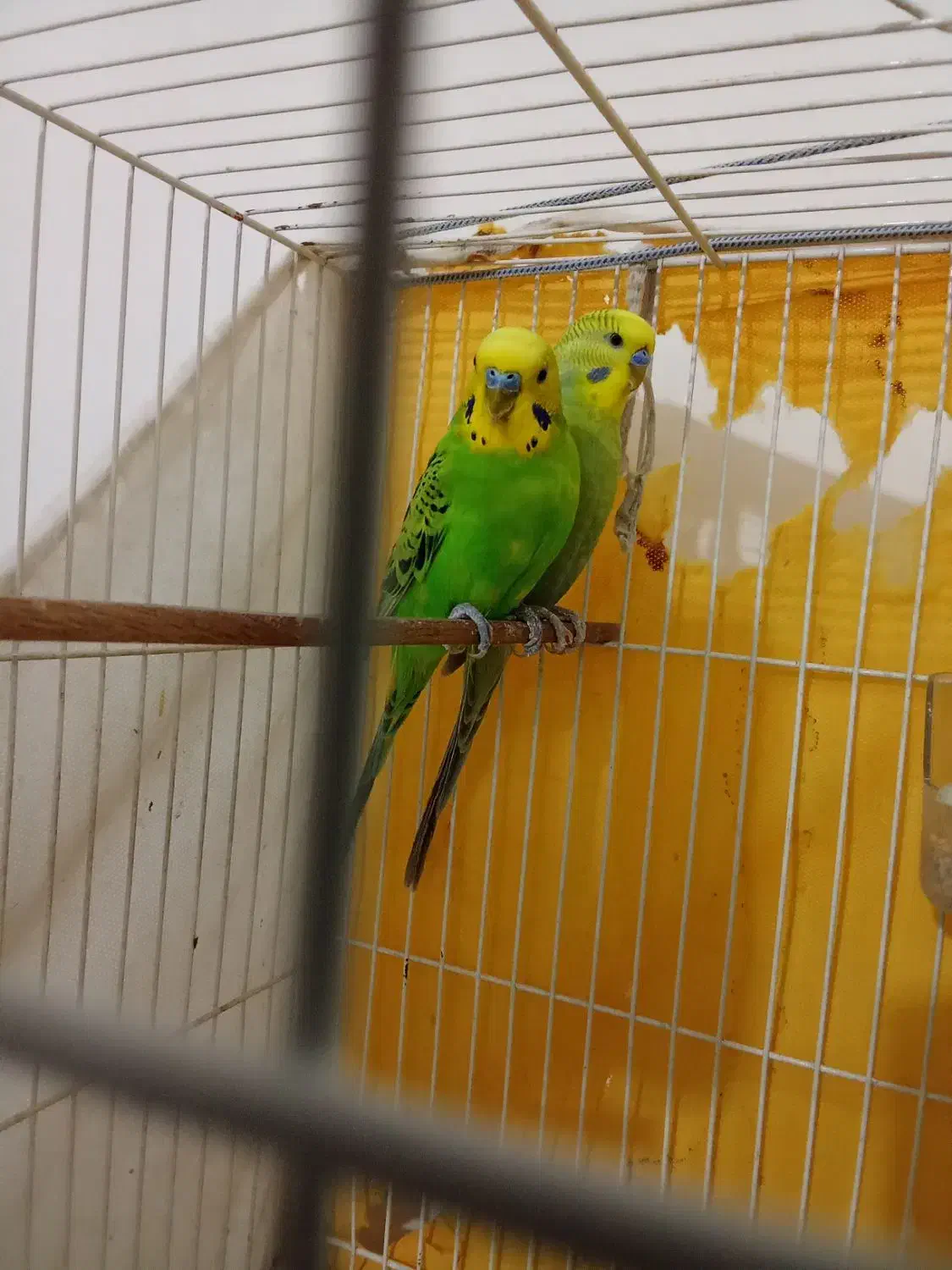 مرغ عشق|پرنده|چناران, |دیوار