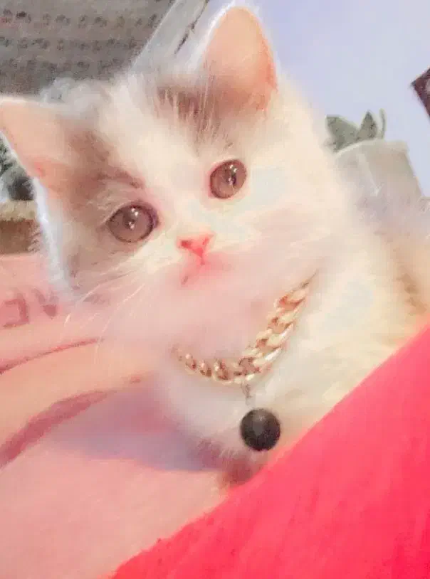 گربه پرشین|گربه|گرگان, |دیوار