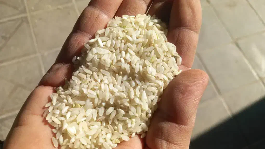 برنج محلی به شرط فروش کلی و جزیی|خوردنی و آشامیدنی|جم, |دیوار