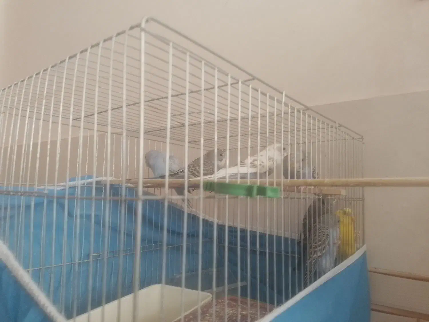 فروش قناری مرغ عشق عروس هلندی پرورش یافته درسالن|پرنده|سیستان, |دیوار