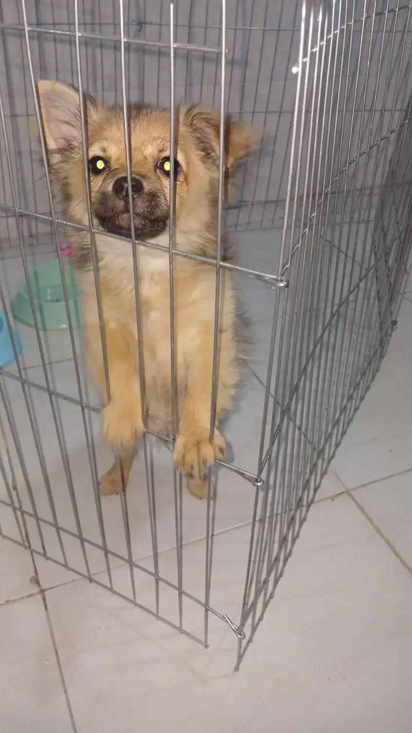 پامرین عروسکی|سگ|کرج, خرمدشت|دیوار