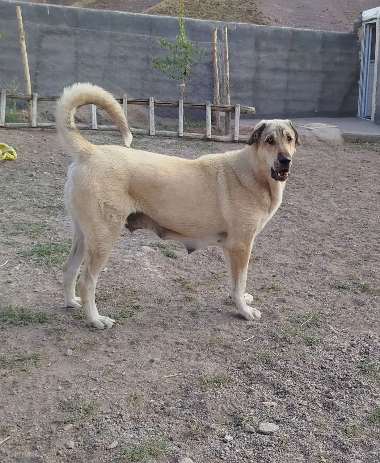 سگ ماده (پژدر)|سگ|زنجان, |دیوار