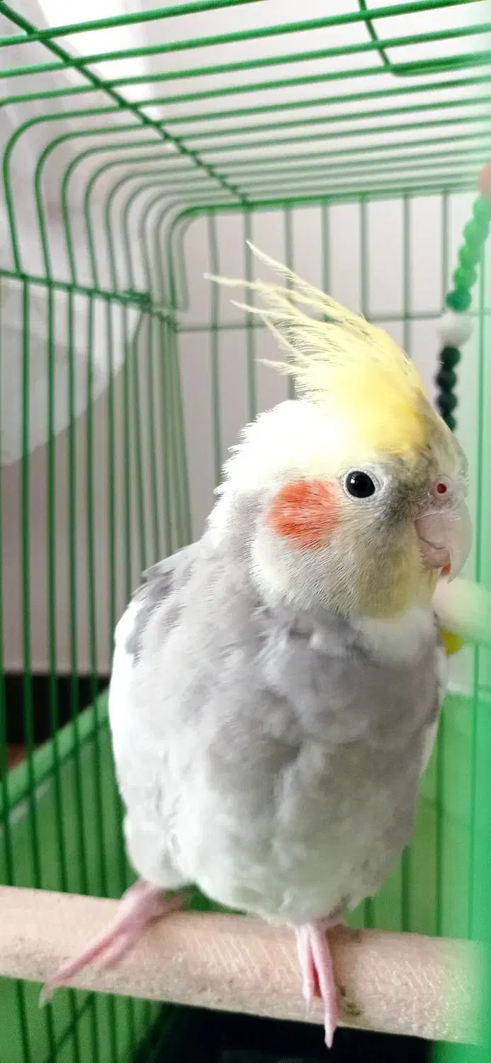 طوطی عروس هلندی|پرنده|ساری, |دیوار