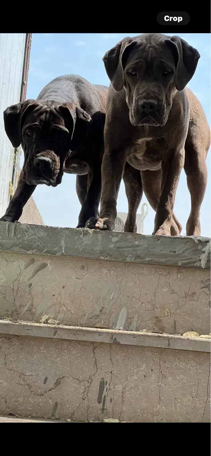 کنکورسو نر و ماده|سگ|کارون, |دیوار