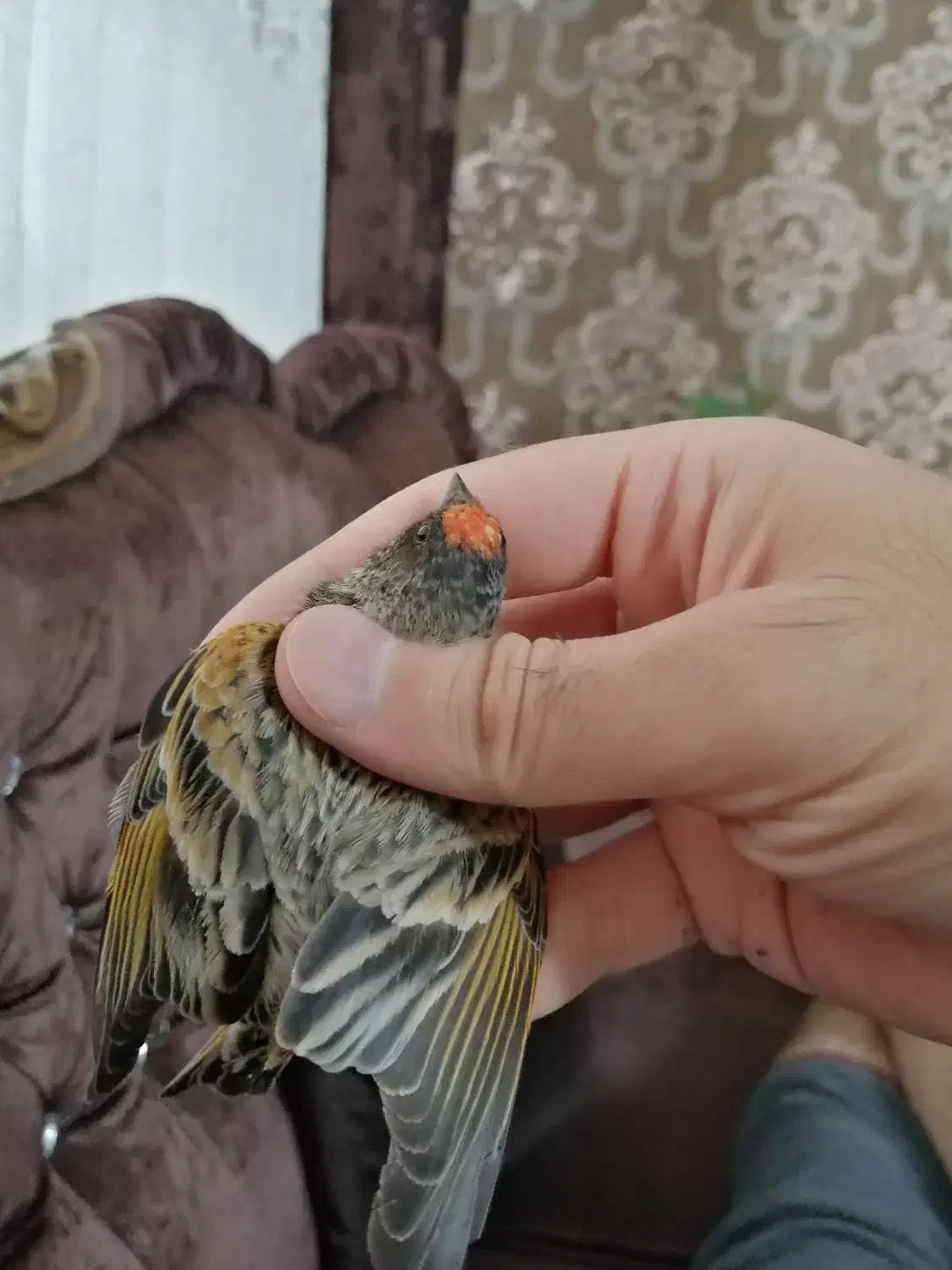 گلبسر نر گلدار زعفرونی دهن سره|پرنده|تهران, صد دستگاه|دیوار