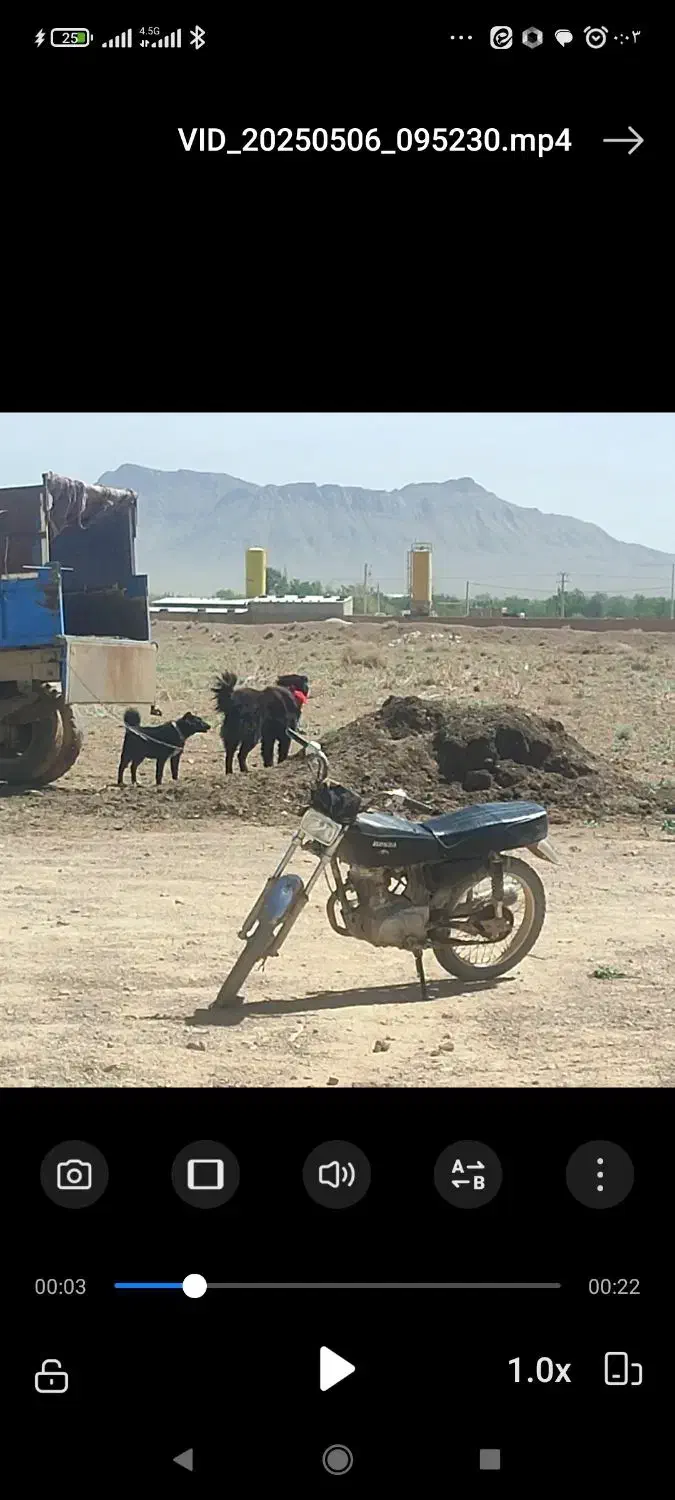 فروش توله سن یک ساله|سگ|دهق, |دیوار