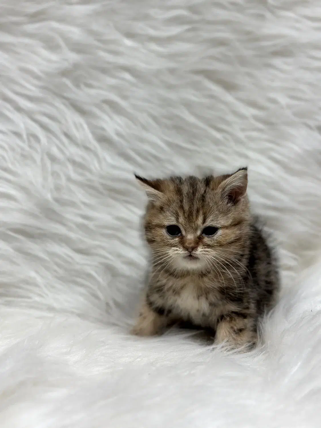 بیریتش گلد لانگ هیر|گربه|کرمانشاه, |دیوار