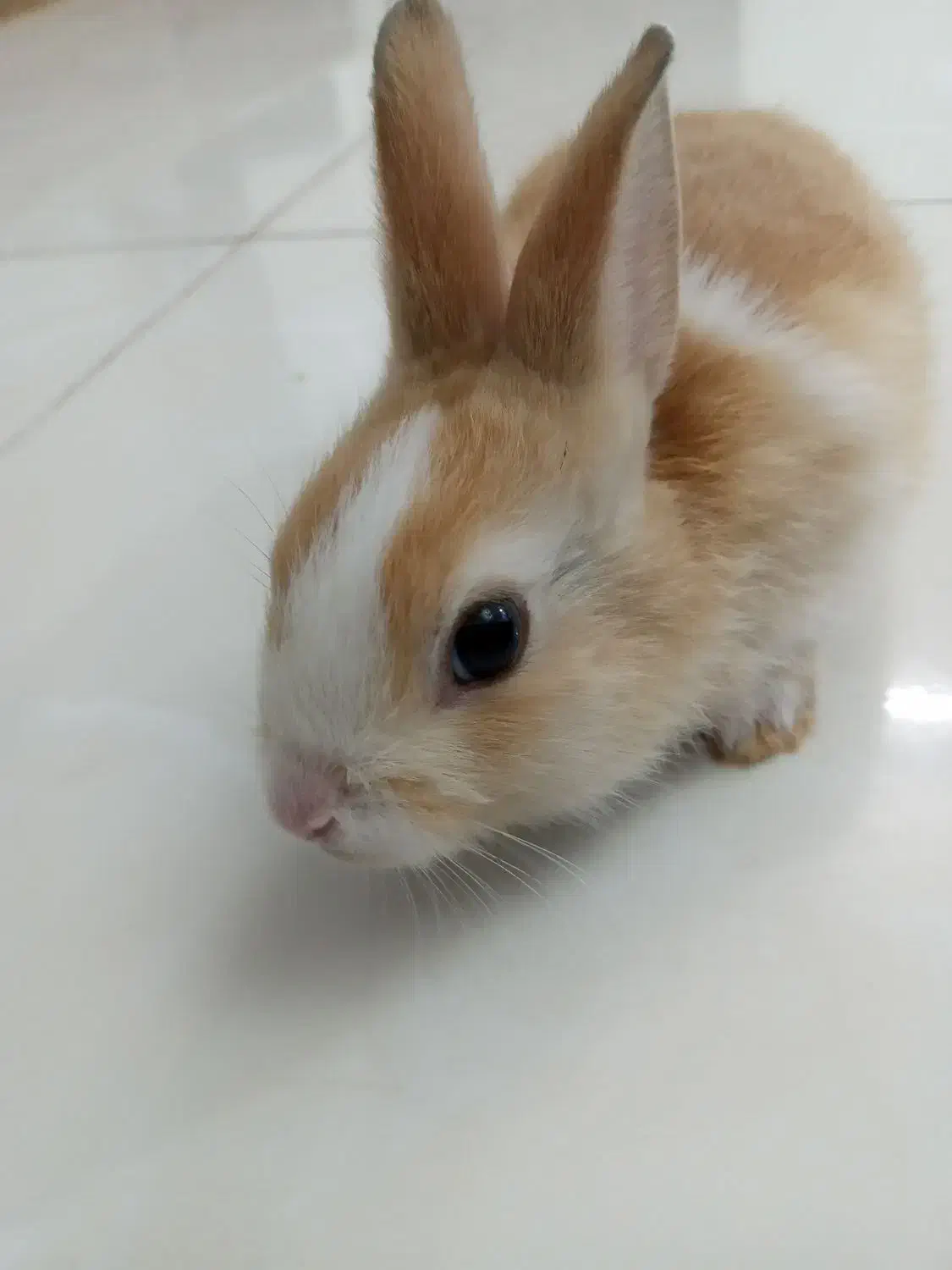 بچه خرگوش|موش و خرگوش|یزد, |دیوار