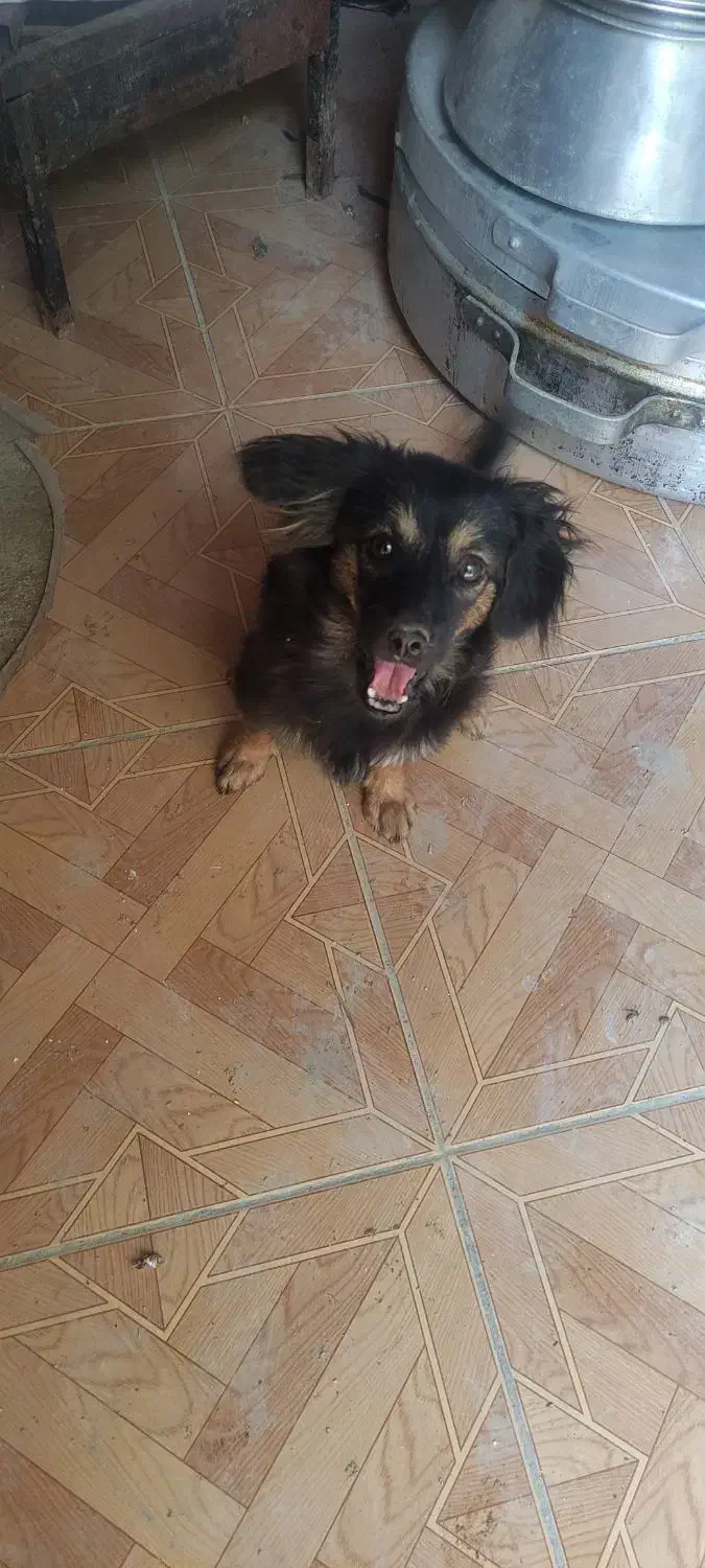 سگ پاکوتاه|سگ|نورآباد ممسنی, |دیوار