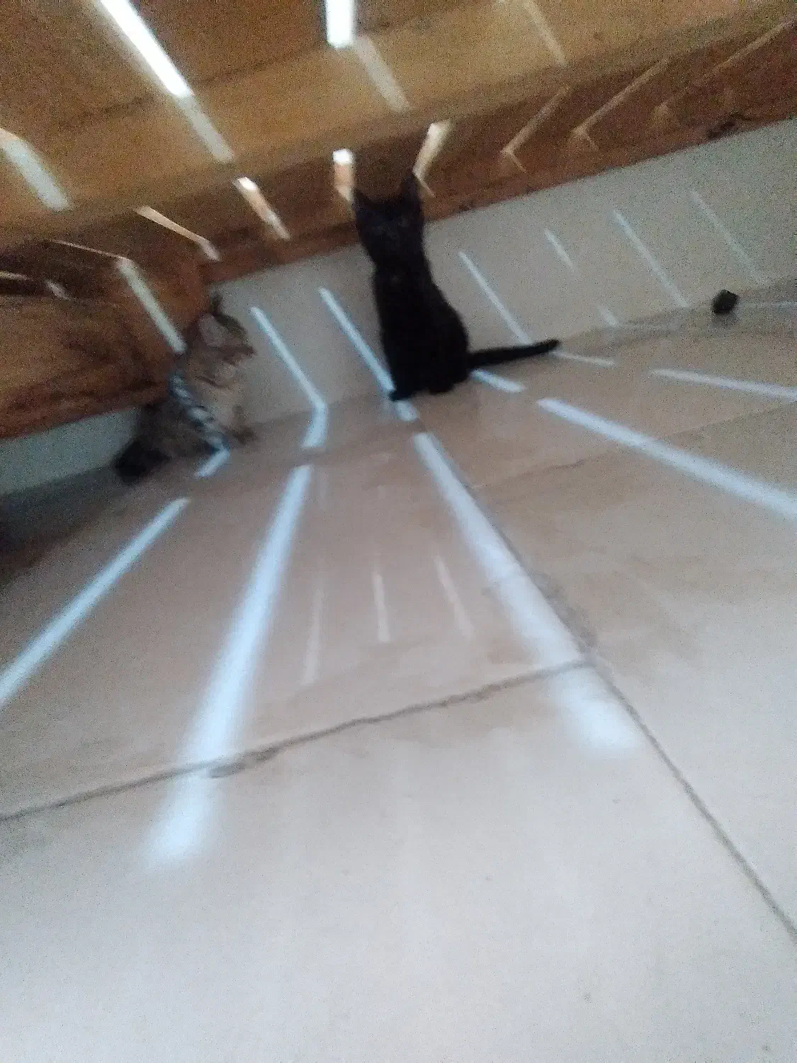 واگذاری بچه گربه|گربه|پرند, فاز ۵|دیوار