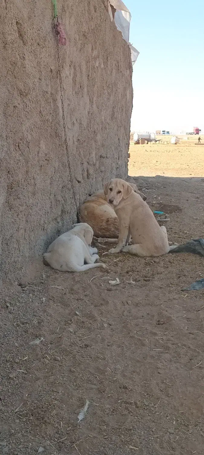 واگذاری توله پژدر توله دیوه|سگ|سلطانیه, |دیوار