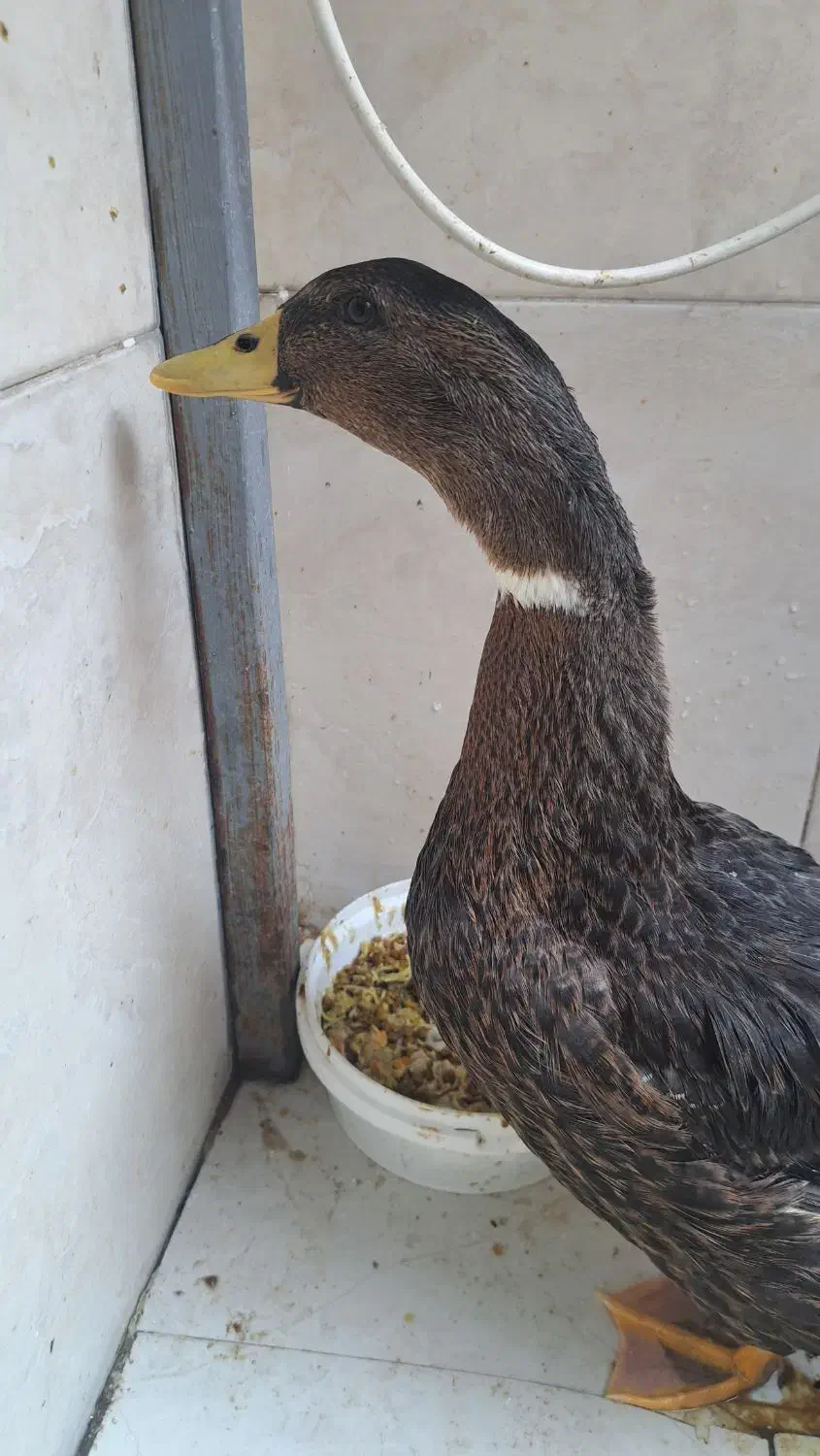 اردک|حیوانات مزرعه|نسیمشهر, |دیوار