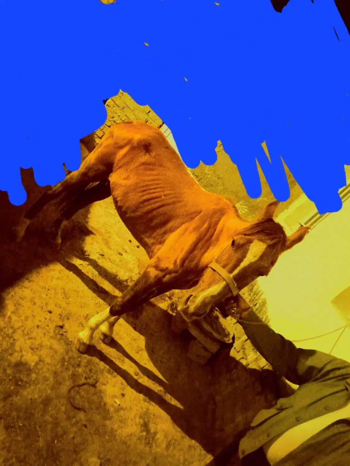 مادیون یورقه|اسب و تجهیزات اسب‌سواری|قوچان, |دیوار