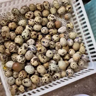 فروش تخم بلدرچین ارگانیک تازه|خوردنی و آشامیدنی|جیرفت, |دیوار