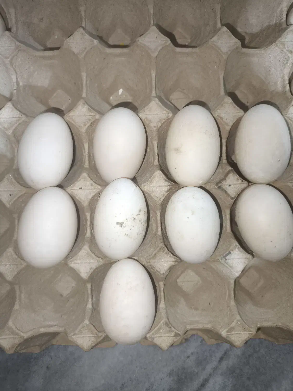 تخم مرغ اردک|حیوانات مزرعه|زاهدان, |دیوار