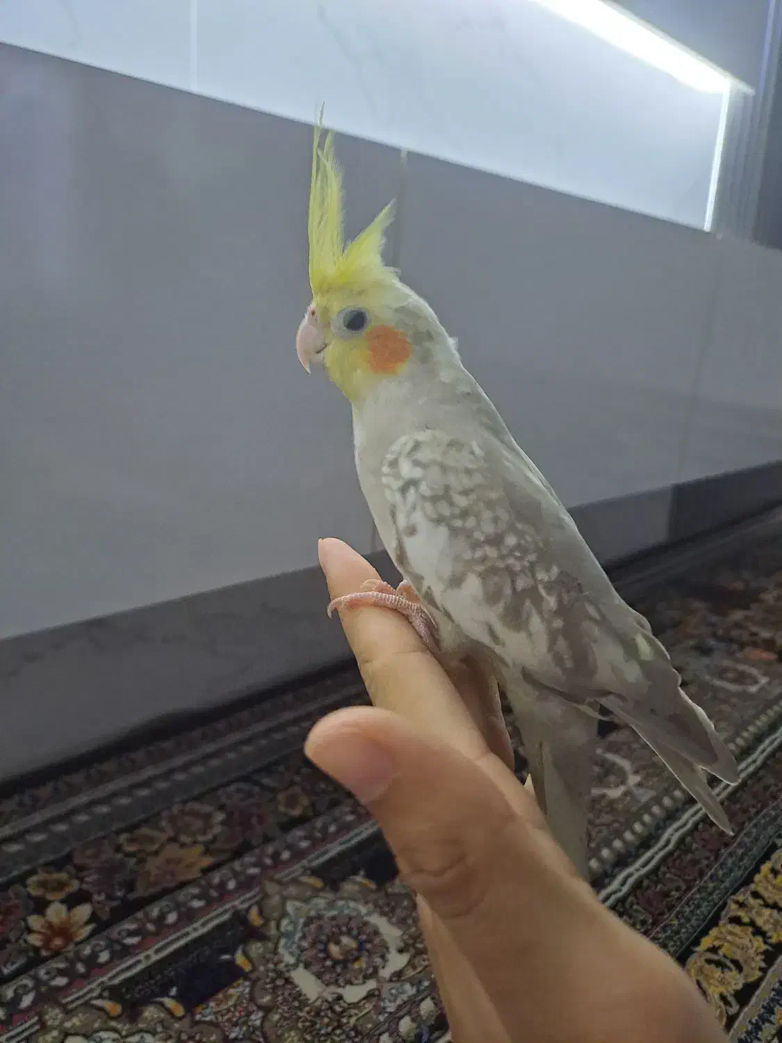 عروس هلندی گم شده در داود اباد|حیوانات|قرچک, داوود آباد|دیوار