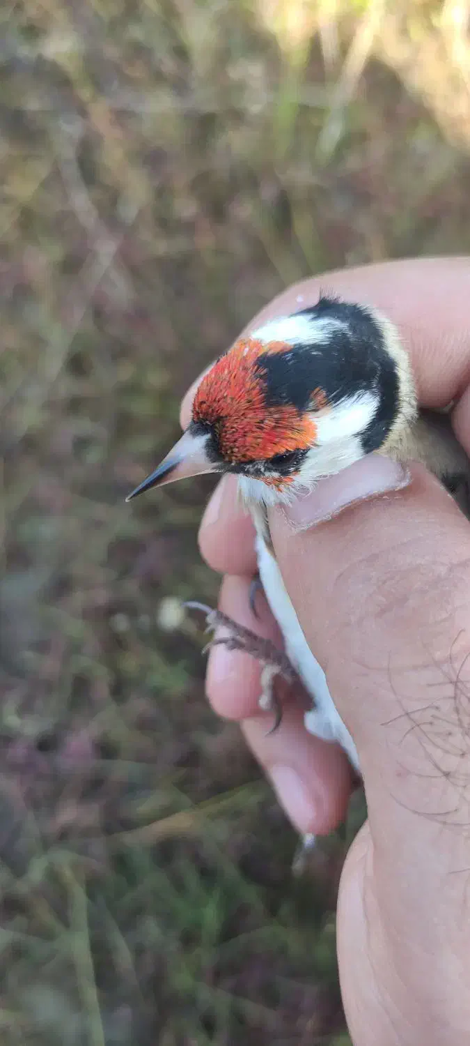 جوجه سهره|پرنده|تالش, هشتپر|دیوار