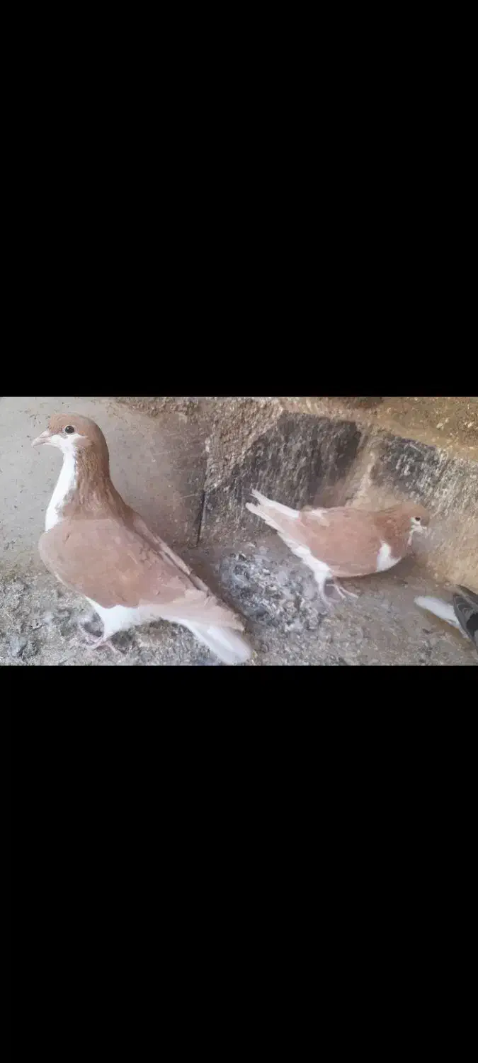 پیدا شد|حیوانات|سبزوار, ایزی شهر|دیوار