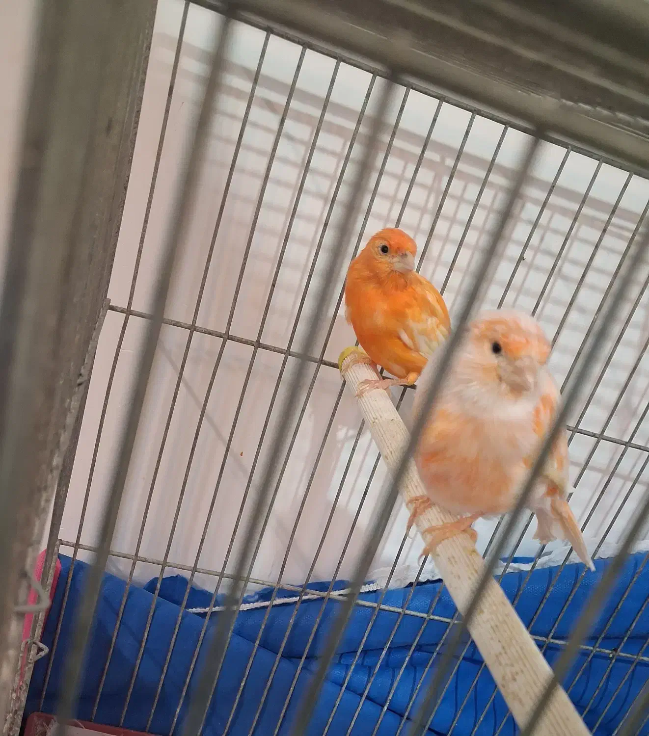 قناری نر و ماده|پرنده|گلپایگان, |دیوار