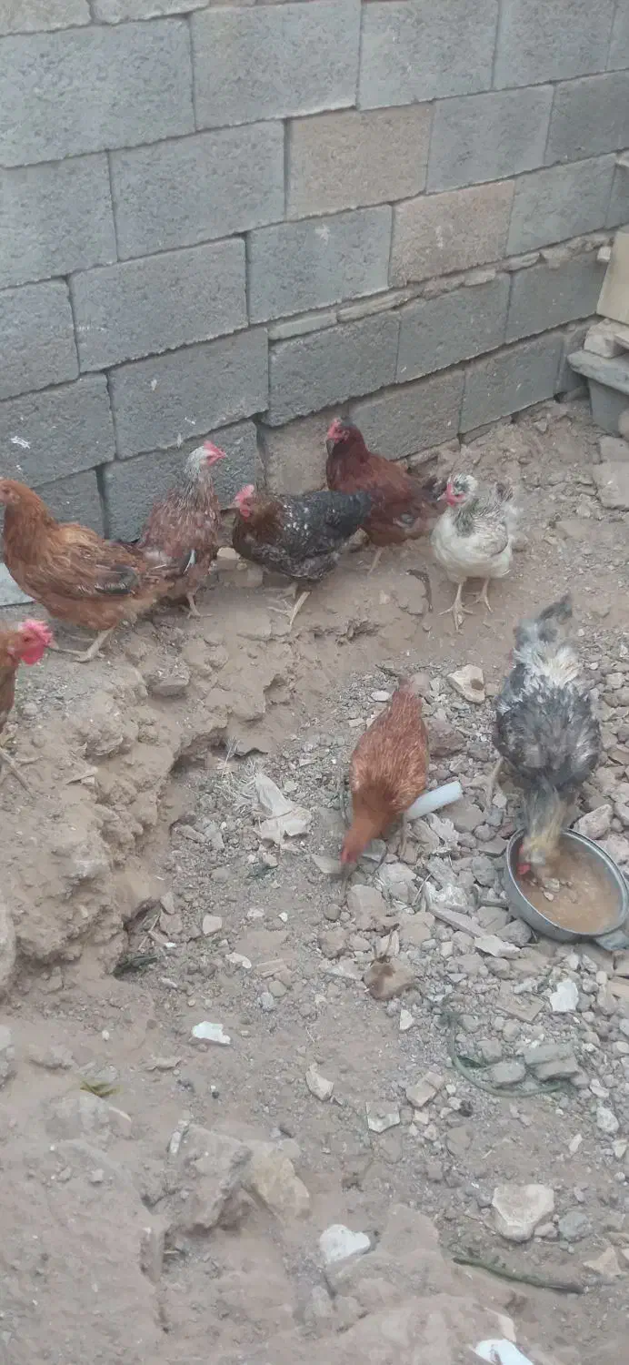 مرغ محلی|حیوانات مزرعه|خواف, |دیوار