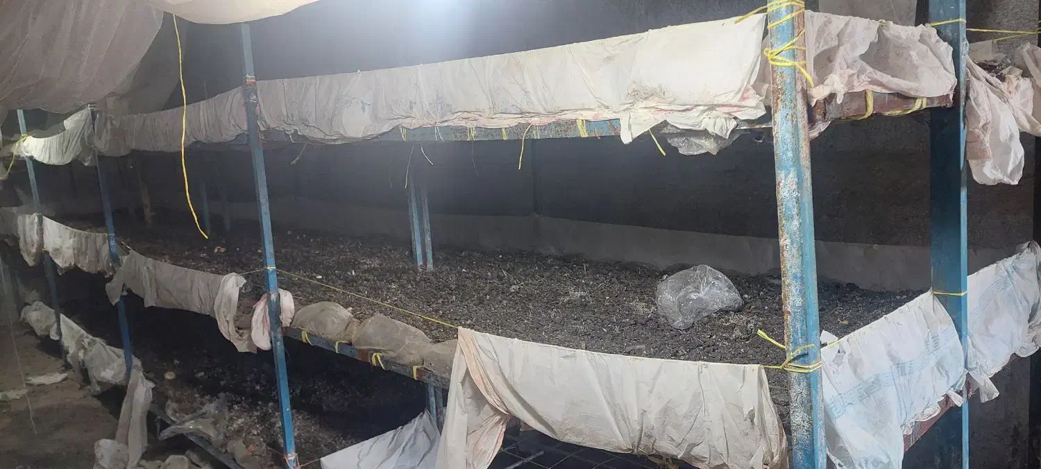 وسایل پرورش قارچ|عمدهفروشی|کوهدشت, |دیوار