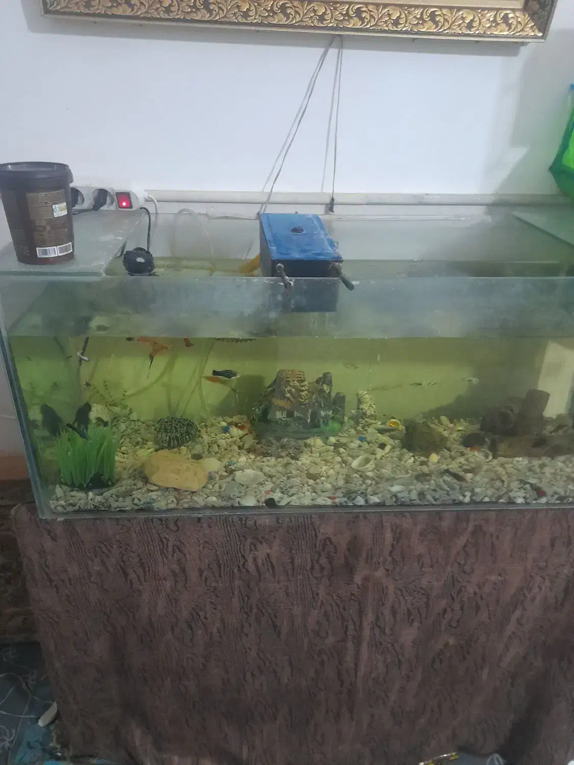 اکواریوم|ماهی|قنوات, |دیوار