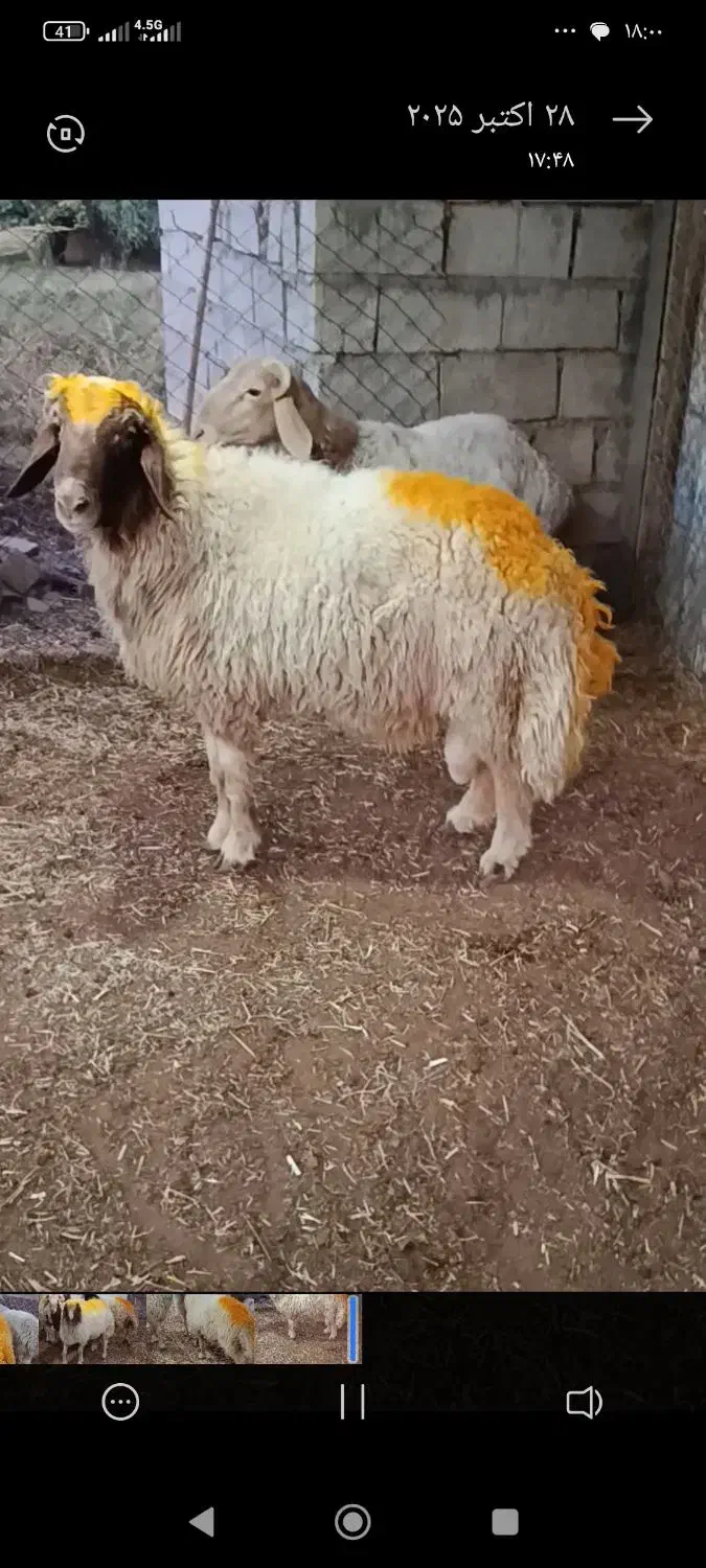 شک ورن سنجابی و چینی قوچ نمونه|حیوانات مزرعه|اسلامآباد غرب, |دیوار